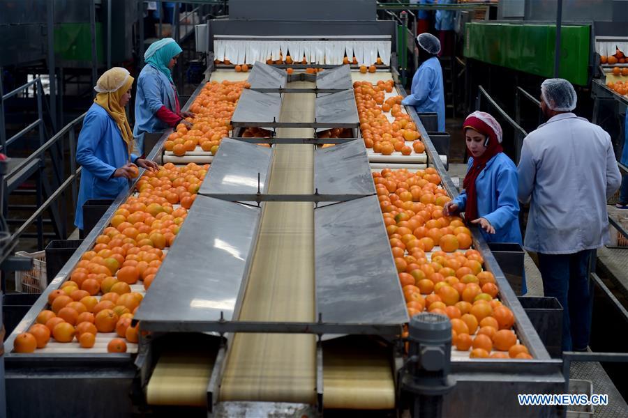 Workers meticulously sorting oranges at Alfa Fruits Group facility, ensuring top quality.